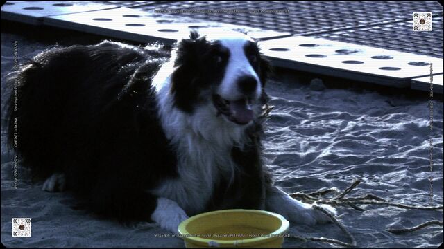 File:Jake and bowl.jpg