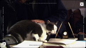 Lampkin's cat.jpg