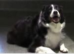 Thumbnail for File:Caprica - Caesar the dog.jpg