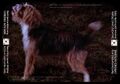 Thumbnail for version as of 02:37, 19 November 2024