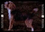 Thumbnail for File:Skipper.jpg