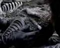 Thumbnail for File:Earth Cylon Centurian.JPG