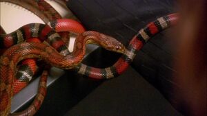 TRS - Act of Contrition - Snakes on a Plane.jpg
