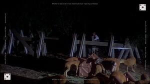 Ovines on Vella's ranch on Equellus (TOS: "The Lost Warrior").
