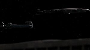 Fleet gemenon liner.jpg