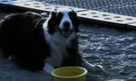 Thumbnail for File:Jake and bowl.jpg