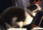 Thumbnail for File:Lampkin's cat.jpg